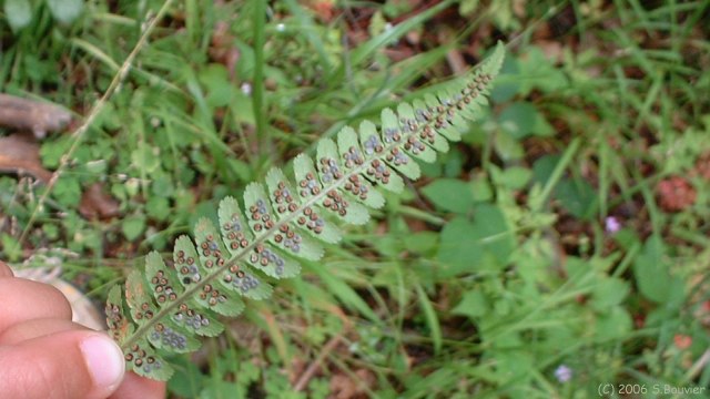 Forêt d'Eawy (Feuille)