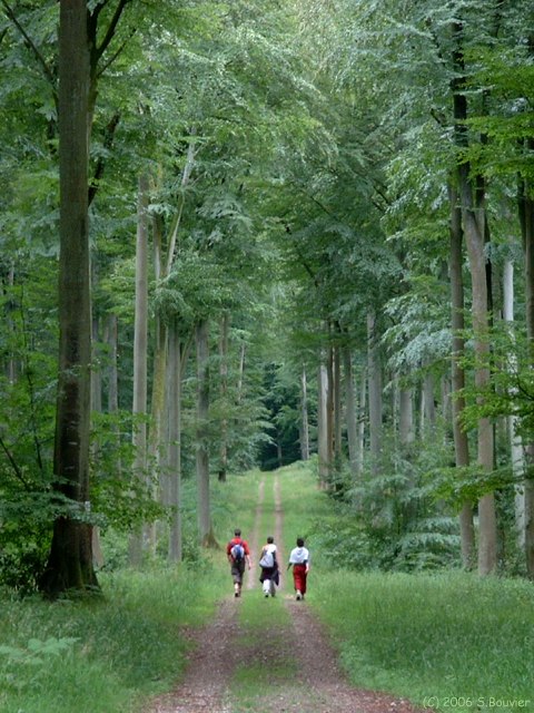 Forêt d'Eawy (Chemin)