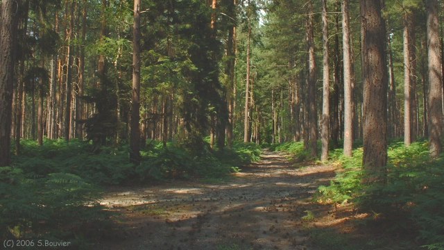 Jumièges (Forêt)