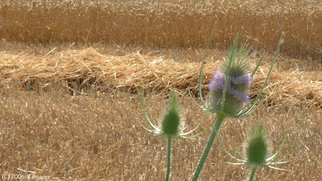 Yville sur Seine (Fleurs 2)