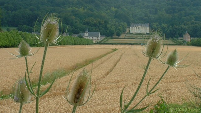 Yville sur Seine (Fleurs 3)