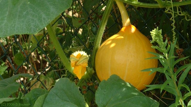 Yville sur Seine (Courge)