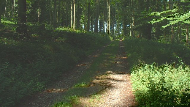 Forêt d'Eu (Route 1)