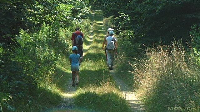 Forêt d'Eu (Route 2)