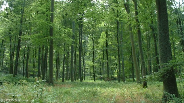 Forêt d'Eu (Massif)