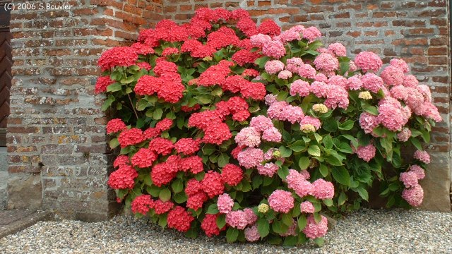 Millebosc (Hortensias)