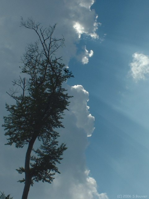 Hez Froidmont (Arbre)