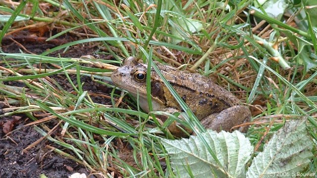 Millebosc (Grenouille)