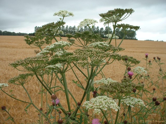 Melleville (Fleurs)