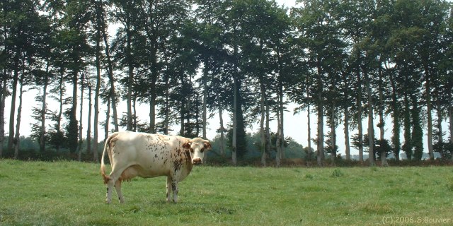 Mesnil Durdent (Vache)