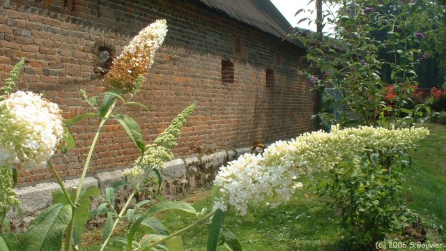 Mesnil Geoffroy (Fleurs)