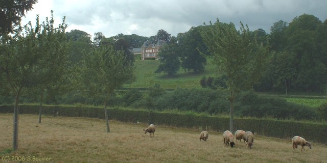 St Denis sur Scie (Moutons)