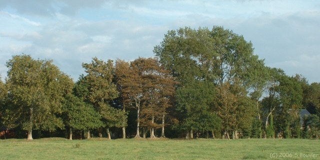 Sotteville sur Mer (Arbres)