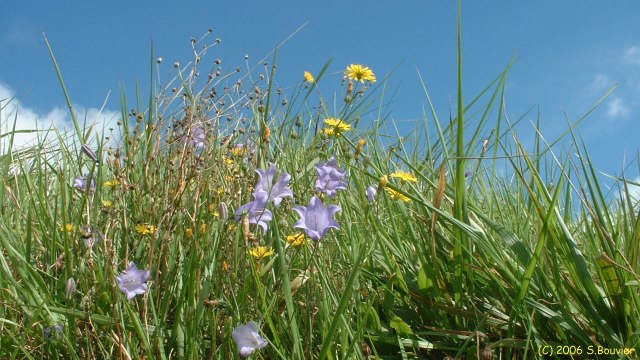 Criquetot sur Longueville (Fleurs 1)