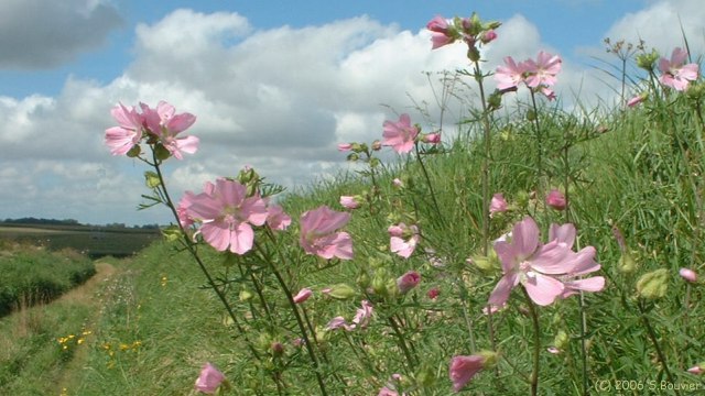 Criquetot sur Longueville (Fleurs 2)