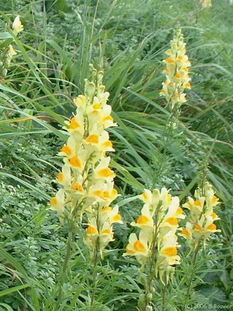 Criquetot sur Longueville (Fleurs 3)