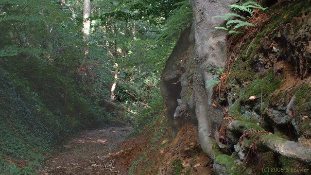 Dénestanville (Chemin)