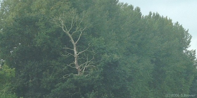Auppegard (Arbres)