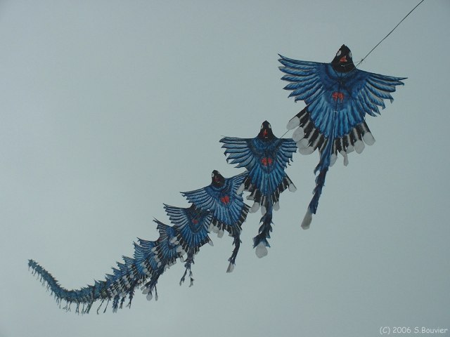 Cerfs-Volants (5)