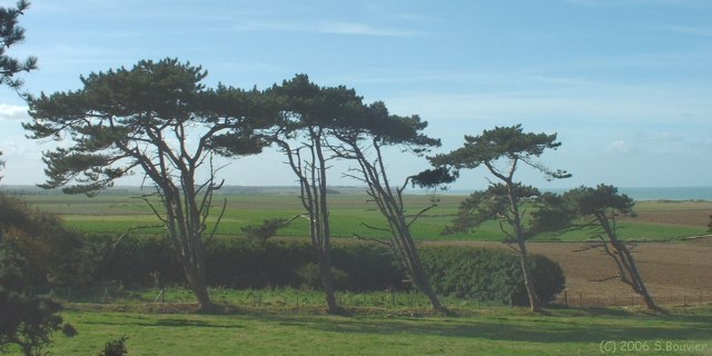 Quiberville (Pins 1)