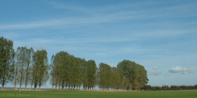 Avremesnil (Arbres)