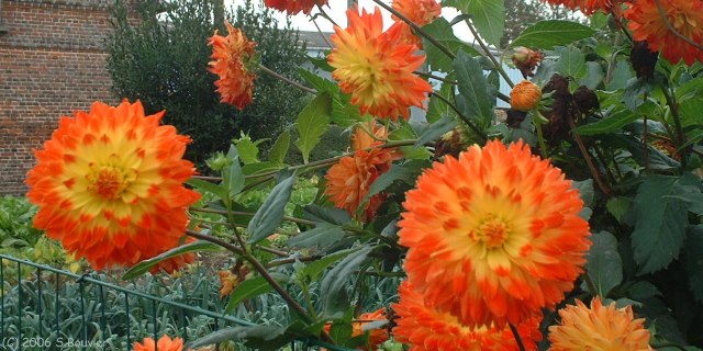 Luneray (Fleurs)