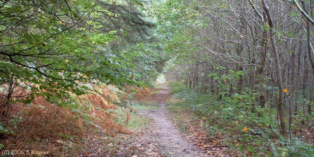Forêt d'Arques (Sentier)