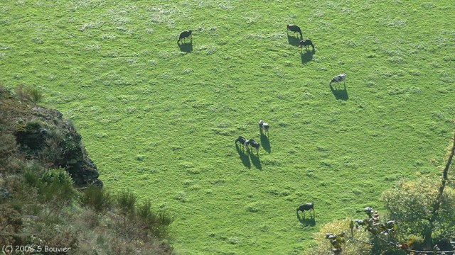 Clécy (Vaches)