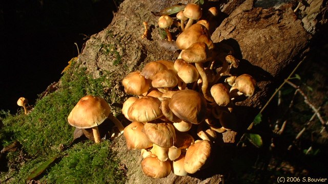Clécy (Champignons)
