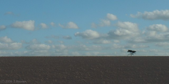 St Pierre le Vieux (Arbre)