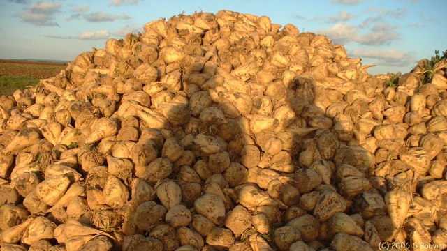 Crasville la Rocquefort (Betteraves)