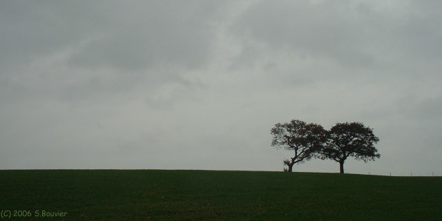 Canville les Deux Eglises (Arbres)