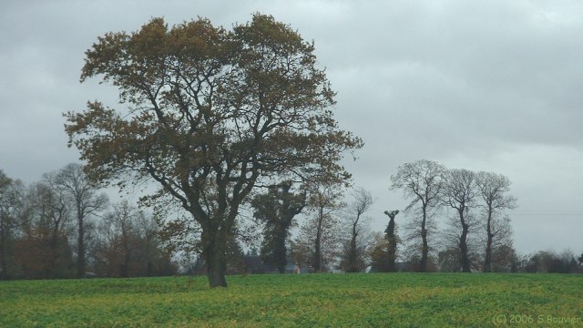 Fultot (Arbre 1)