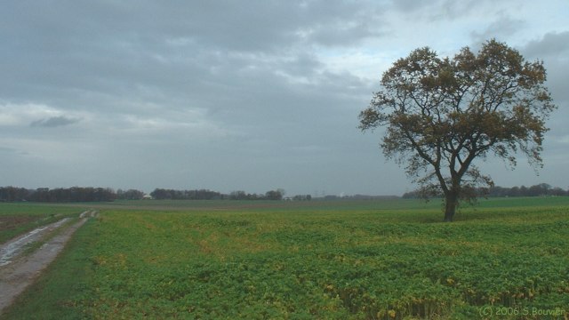 Fultot (Arbre 2)