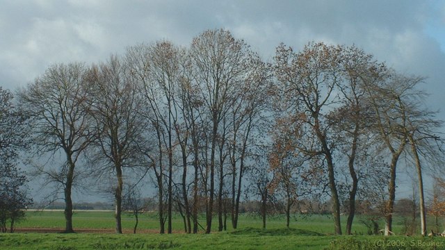 Drosay (Arbres)