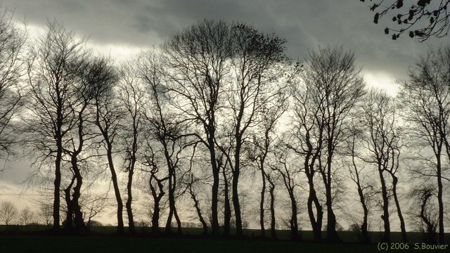 Drosay (Hêtres)