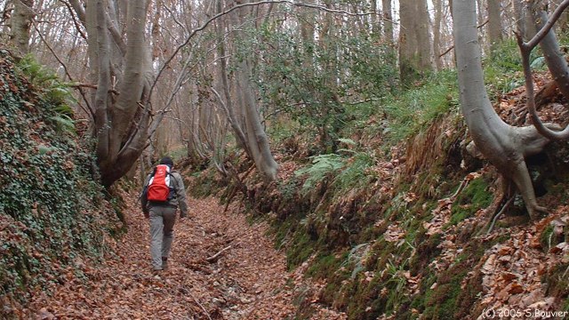 Cany-Barville (Bois)