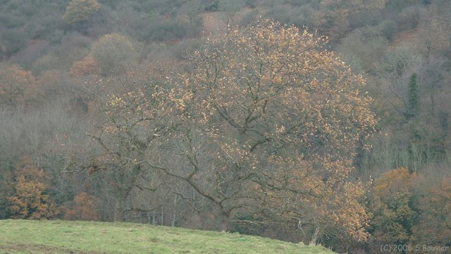 Vittefleur (Arbre)