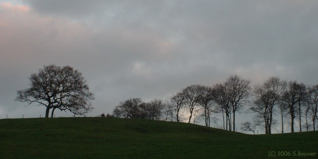 Malleville les Grès (Arbres)