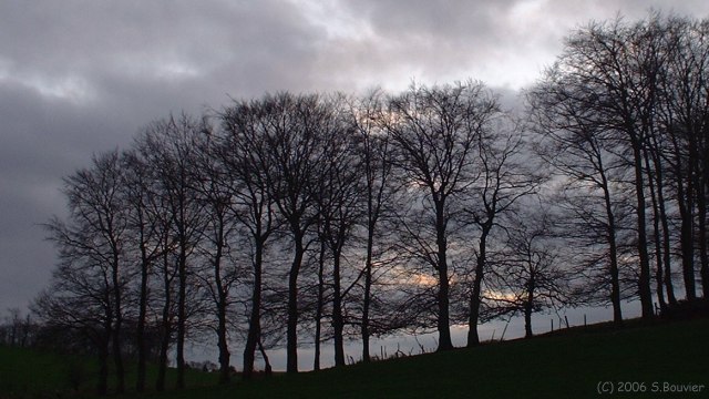 Butot-Vénesville (Arbres)