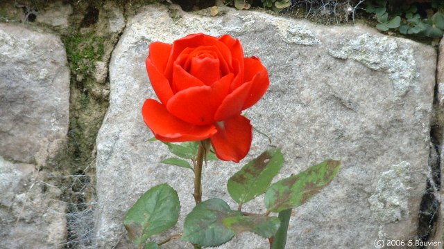 Le Bourg-Dun (Rose)