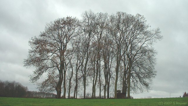 Mont Cauvaire (Hêtres)