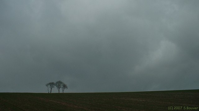 St Valery en Caux (Arbres)