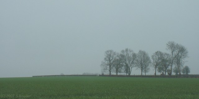 Bosc le Hard (Arbres)
