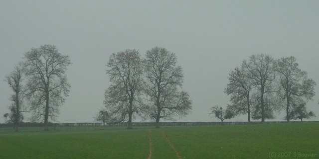 Cailly (Arbres)