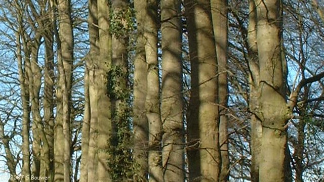 Bosc le Hard (Hêtres)