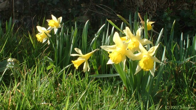 La Chapelle du Bourgay (Jonquilles)