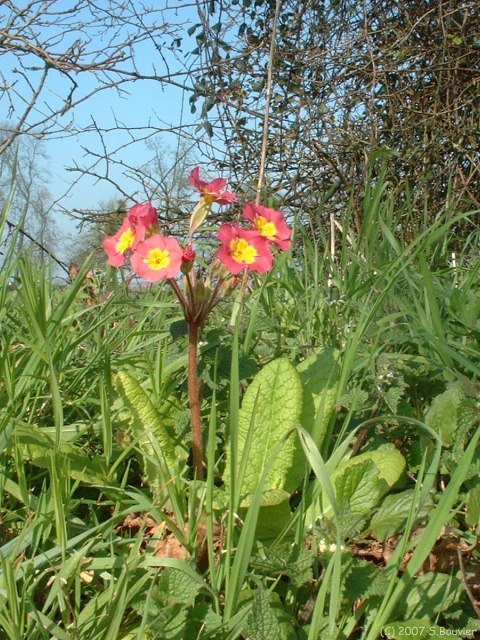 Aubermesnil Beaumais (Primevère)