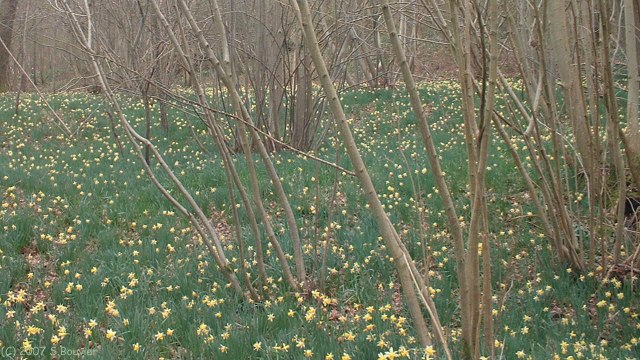St Crespin (Jonquilles)