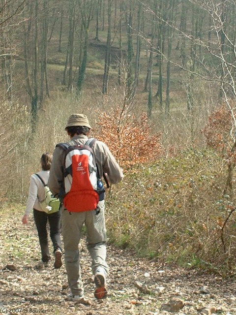 Forêt d'Eawy (Descente)